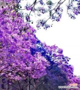 探秘蓝楹花的含义与象征 解读蓝楹花的花语