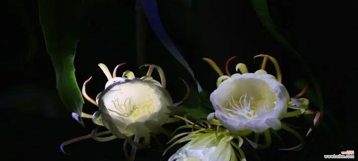 探寻曼珠沙华背后的神秘与美丽 闪耀的仙女花——曼珠沙华花语与传说