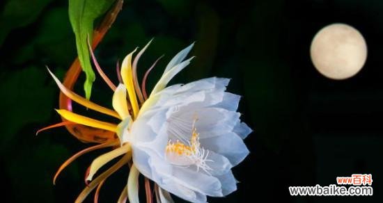 探寻曼珠沙华背后的神秘与美丽 闪耀的仙女花——曼珠沙华花语与传说