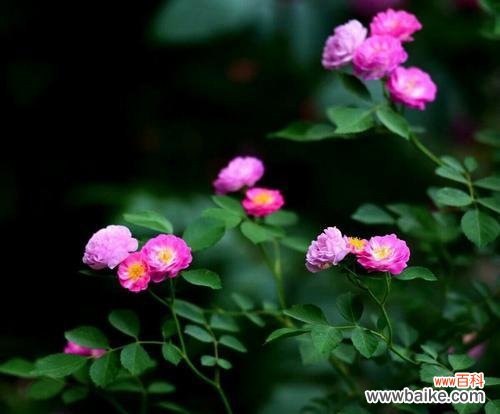 传递爱情、友谊与纪念——解读蔷薇花语 蔷薇花语的深刻内涵