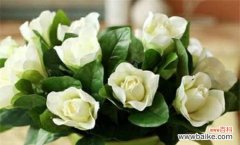 探究栀子花的文化内涵 栀子花的花语与寓意