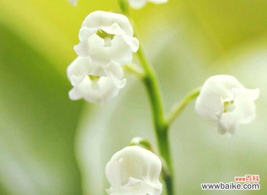 探寻铃兰花所代表的美好含义 铃兰花的花语和寓意