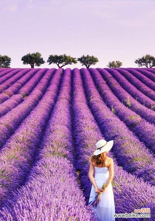揭开紫色薰衣草背后的含义 紫色薰衣草的花语