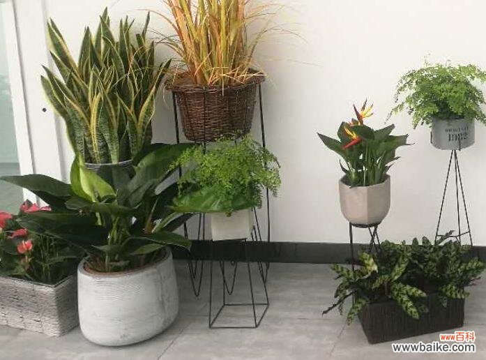 上海松江区植物出租公司的服务标准