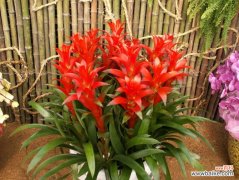 上海花草租摆公司哪家好？