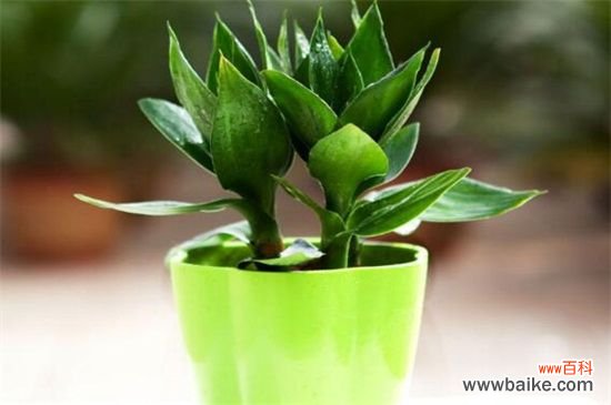 刚装修的办公室净化空气应该租赁那些植物？