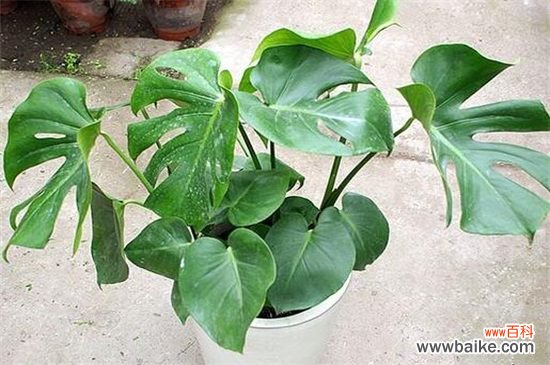 刚装修的办公室净化空气应该租赁那些植物？