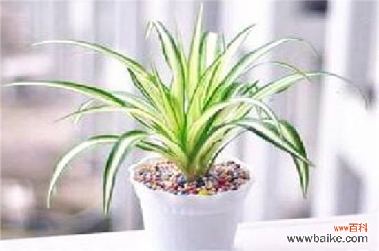 刚装修的办公室净化空气应该租赁那些植物？