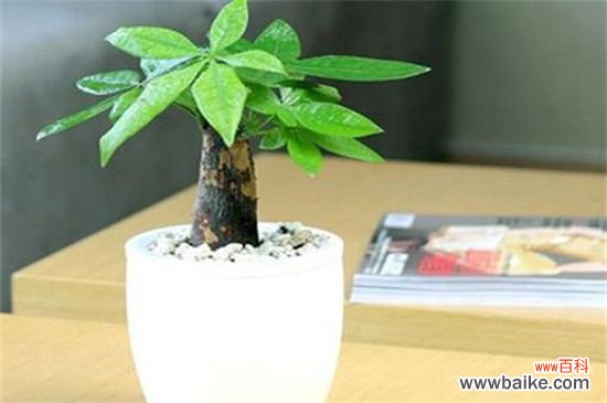 刚装修的办公室净化空气应该租赁那些植物？