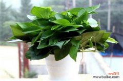 刚装修的办公室净化空气应该租赁那些植物？