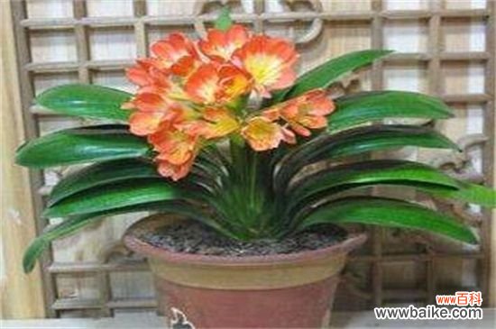 刚装修的办公室净化空气应该租赁那些植物？