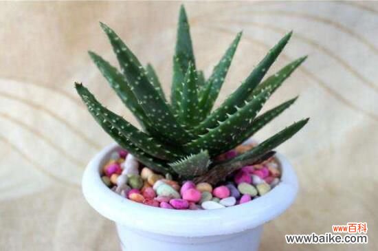 刚装修的办公室净化空气应该租赁那些植物？