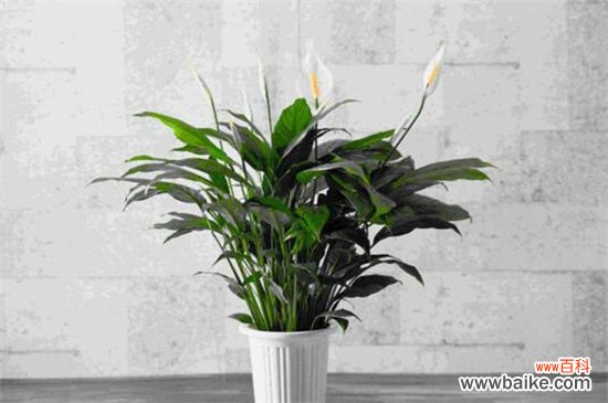 刚装修的办公室净化空气应该租赁那些植物？