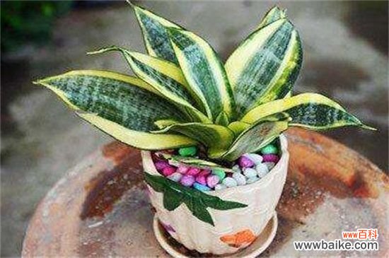 刚装修的办公室净化空气应该租赁那些植物？