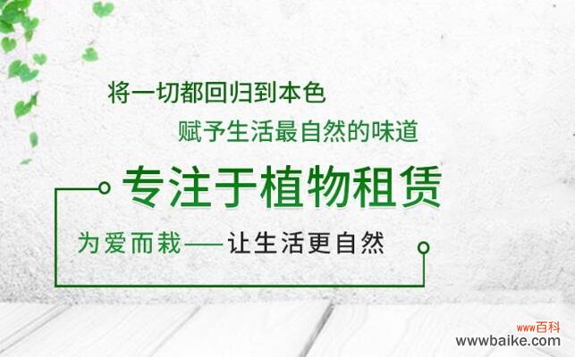 办公室绿植租赁哪家好?上海办公室绿植租赁公司推荐