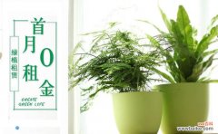 成都大成志得园林：绿植租赁首月0租金