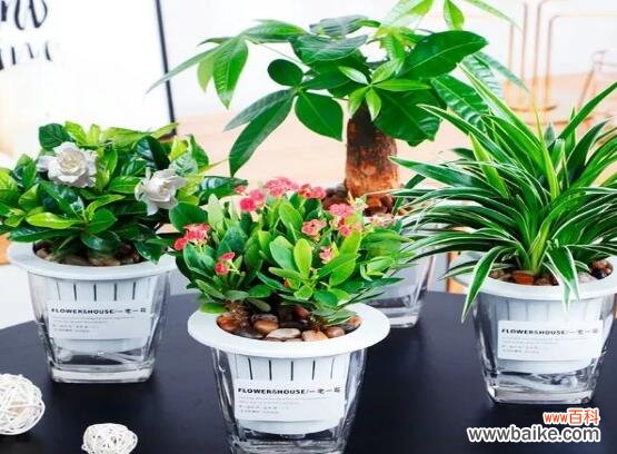 四川乡花草园艺：专注于植物租售，私家花园设计