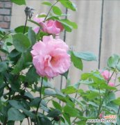 初恋的花开放的美丽与纯真 初恋的花——青春之约