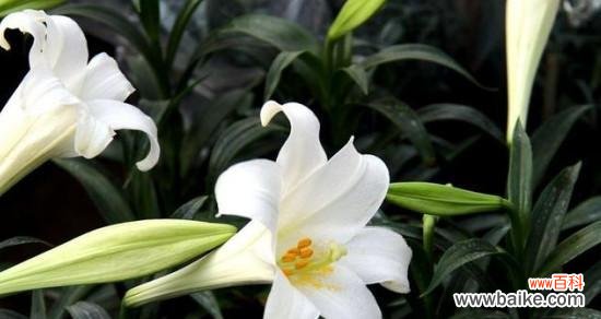 用花语传递纯净的心灵之美 纯洁的花——美丽无暇的花朵