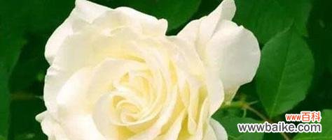 用花语传递纯净的心灵之美 纯洁的花——美丽无暇的花朵