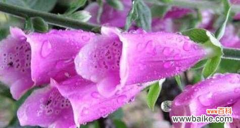 以纯洁之姿 花语中的诚实之花——百合