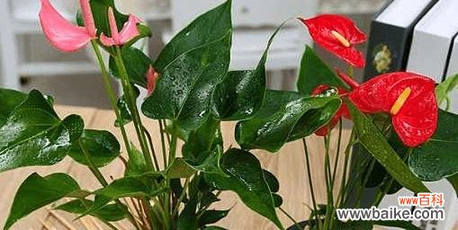 用花语诠释坦诚正直 以花语传递诚信,树立真实可靠的形象