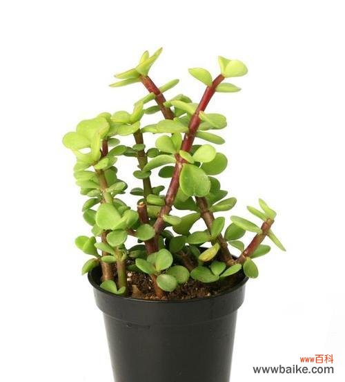 探寻花语中的道歉之意 以表示对不起的花花语是对不起的花