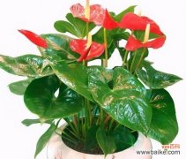 以表示富贵的花为主题的花语大全 花开富贵，吉祥如意