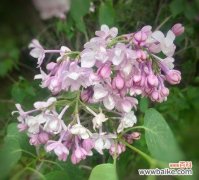 迷失在荒芜的园林中的独行者 孤独的花