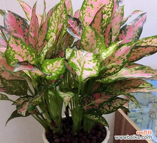 室内盆栽有哪些寓意吉祥？如何选择适合的室内植物？