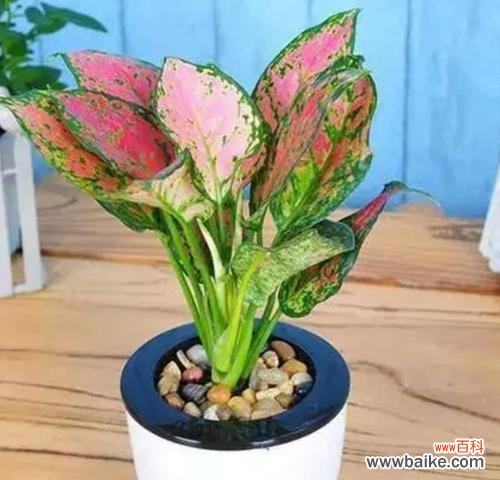 寓意吉祥的植物有哪些?如何选择适合自己的吉祥植物?