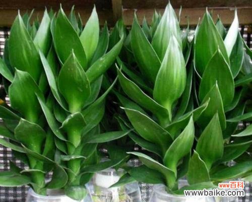 寓意吉祥的植物有哪些?如何选择适合自己的吉祥植物?