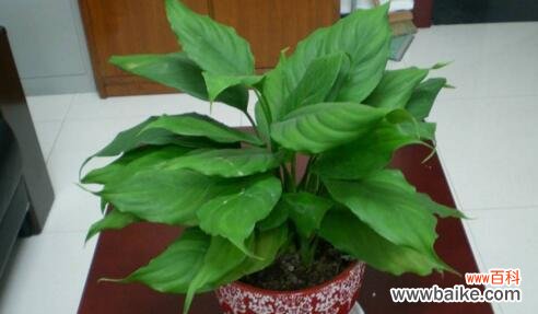 寓意吉祥的植物有哪些?如何选择适合自己的吉祥植物?