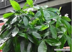 寓意招财的植物有哪些？如何正确养护以招财？