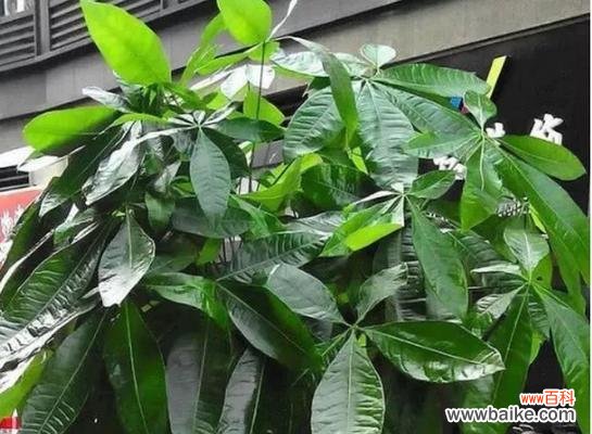 寓意招财的植物有哪些?如何正确养护以招财?