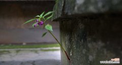 寓意坚强的植物有哪些？如何选择适合自己的？