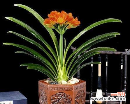 寓意美好的植物有哪些？它们各自代表什么含义？