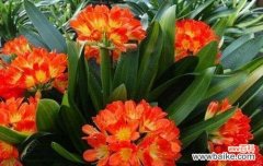 寓意美好的植物有哪些？它们各自代表什么含义？