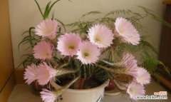 仙人球代表什么含义？养仙人球有哪些寓意和注意事项？