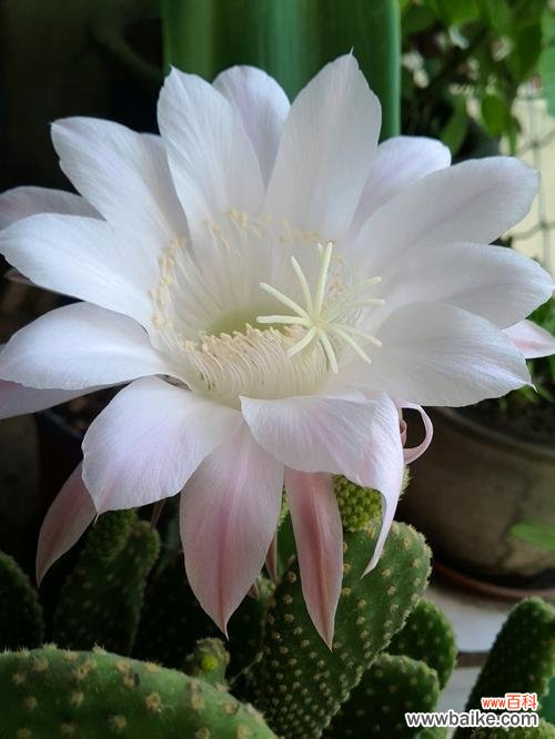 仙人球的象征意义是什么?养仙人球有哪些好处?