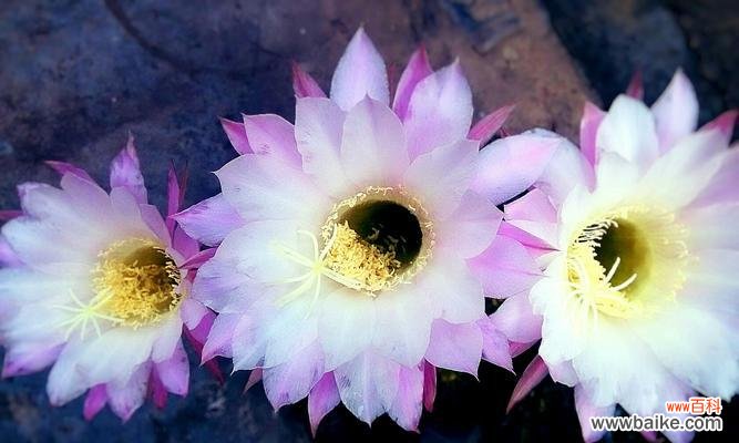 仙人球的象征意义是什么?养仙人球有哪些好处?