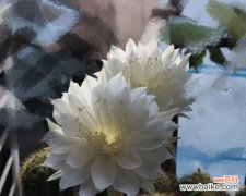 仙人掌开花代表什么？为什么有些仙人掌不会开花？