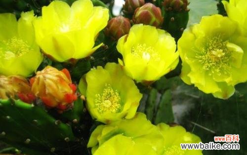 仙人掌类植物的花语是什么?如何正确解读它们的含义?