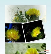 仙人掌类植物的花语是什么？如何正确解读它们的含义？