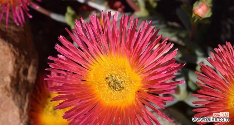 仙人掌象征着什么?仙人掌的寓意有哪些常见问题解答?