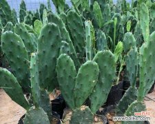 仙人掌植物叶子的特点是什么意思？如何识别和养护？