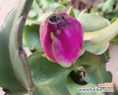 仙人掌植物叶子的特点是什么意思?如何识别和养护?