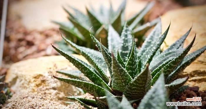 仙人掌植物叶子的特点是什么意思?如何识别和养护?