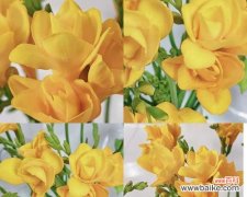 香雪兰花语是什么意思？如何正确解读香雪兰花的含义？