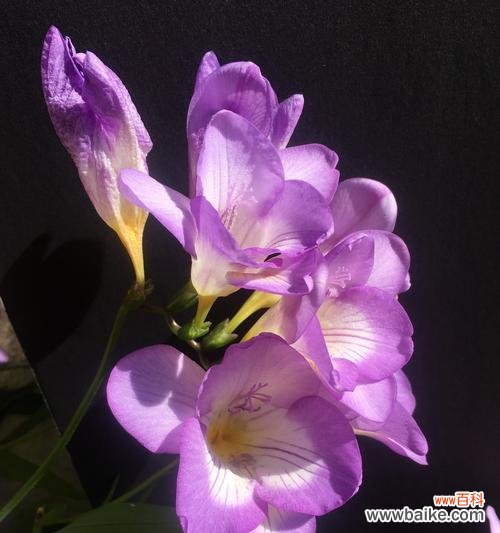 香雪兰花语是什么意思？如何正确解读香雪兰花的含义？